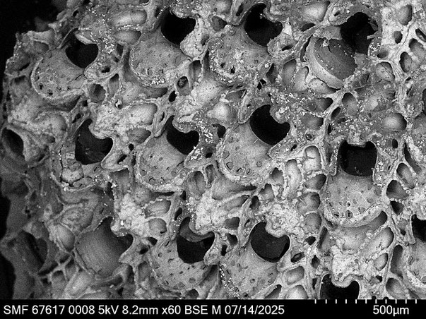 Bryozoa Art: Umbonula ovicellata Hastings 1944 aus Bryozoen Sammlung Senckenberg Frankfurt