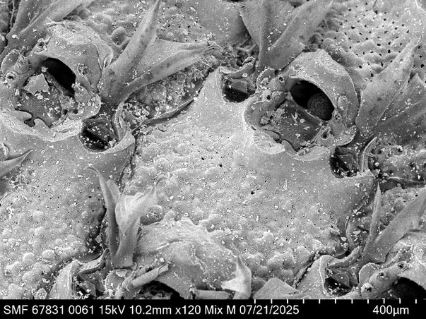 Bryozoa Art: Bryopesanser tonsillorum Tilbrook 2012 aus Bryozoen Sammlung Senckenberg Frankfurt,  CC BY: Louisa Preuss