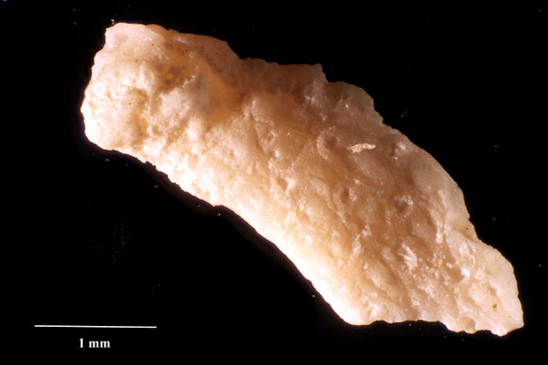 Bryozoa Art: Micropora angulata Levinsen 1925 aus Bryozoen Sammlung Senckenberg Frankfurt,  CC BY:  Dr. Rainer Teubner