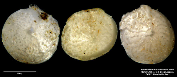 Foraminifere: Gattung: Amphistegina sp d'Orbigny, 1826, rezent, Reunion, Ind. Ozean