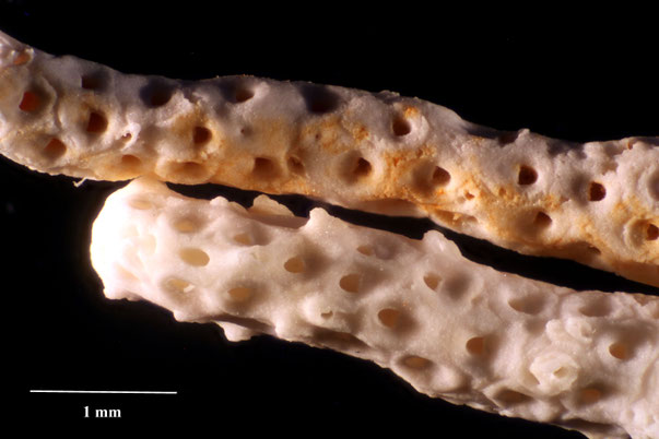 Bryozoa Art: Onychocella auriculata (Marsson 1887) aus Bryozoen Sammlung Senckenberg Frankfurt,  CC BY:  Dr. Rainer Teubner