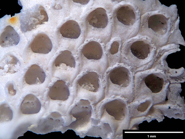 Bryozoa Art: Callopora stefniensis Berthelsen 1962 aus Bryozoen Sammlung Senckenberg Frankfurt