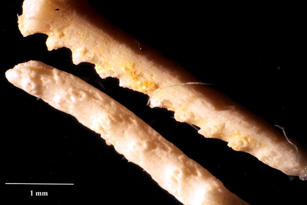 Bryozoa Art: Idmonea filiformis (d´Orbigny 1852) aus Bryozoen Sammlung Senckenberg Frankfurt,  CC BY:  Dr. Rainer Teubner