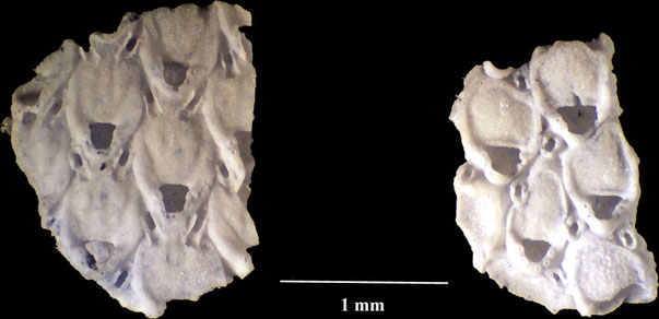 Senckenberg, Bryozoa, Bryozoen, Moostierchen, Sammlung Voigt