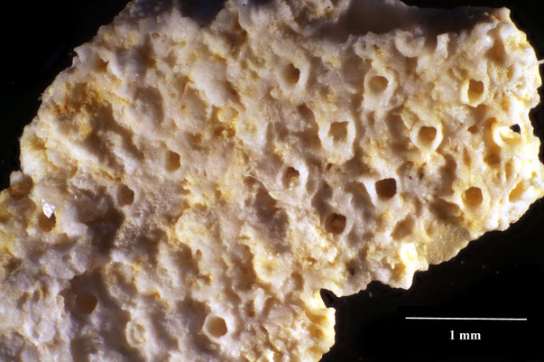 Bryozoa Art: Tricephalopora brevis (d'Orbigny 1851) aus Bryozoen Sammlung Senckenberg Frankfurt,  CC BY:  Dr. Rainer Teubner