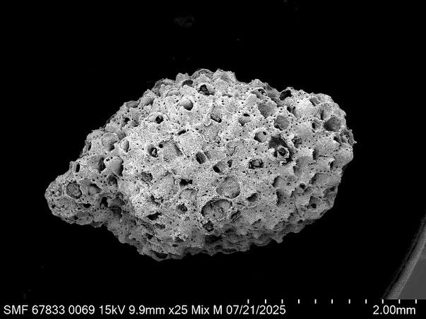 Bryozoa Art: Characodoma babelmandebi Martha & Scholz 2025 aus Bryozoen Sammlung Senckenberg Frankfurt,  CC BY: Louisa Preuss