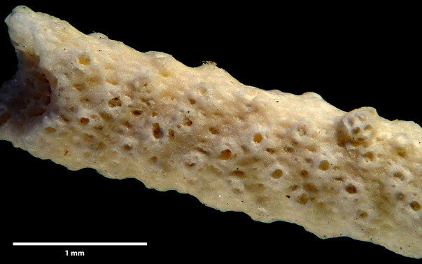 Bryozoa Art: Cavarinella explicata Viskova 1972 aus Bryozoen Sammlung Senckenberg Frankfurt