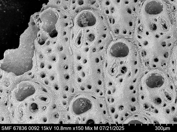 Bryozoa Art: Adeonella haywardii Amui 2005 aus Bryozoen Sammlung Senckenberg Frankfurt,  CC BY: Louisa Preuss