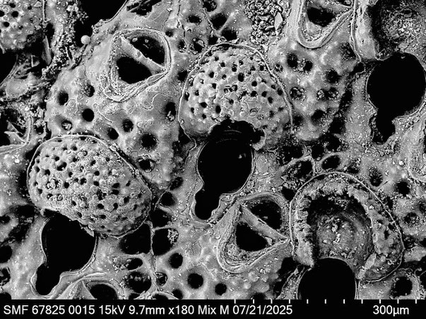 Bryozoa Art: Characodoma protrusum (Thornely 1905) aus Bryozoen Sammlung Senckenberg Frankfurt,  CC BY: Louisa Preuss