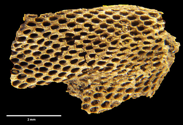 Bryozoa Art: Semieschara elongata d'Orbigny aus Bryozoen Sammlung Senckenberg Frankfurt,  