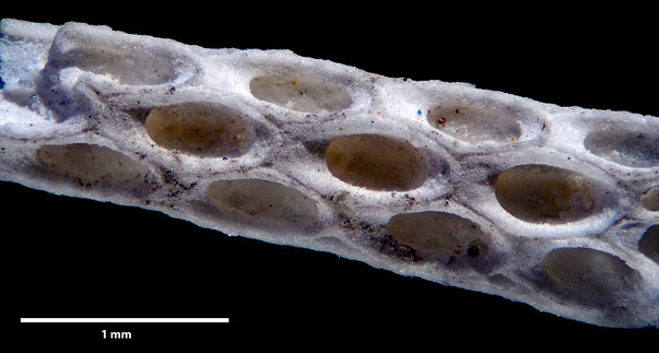 Bryozoa Art: Vincularia weybournensis var sussexiensis Brydone 1930 aus Bryozoen Sammlung Senckenberg Frankfurt