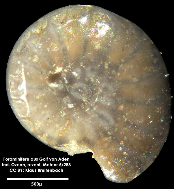Ammonia sp. Brünnich, 1771 Foraminifere, Foraminifera, Bryozoa, Senckenberg, Golf von Aden, Meteor Foraminifere, Foraminifera, Bryozoa, Senckenberg, Golf von Aden, Meteor