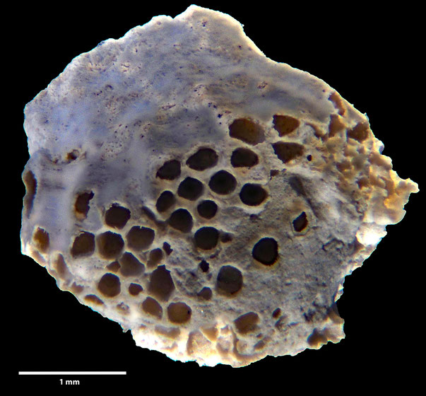 Bryozoa Art: Fasciculipora plicata von Hagenow aus Bryozoen Sammlung Senckenberg Frankfurt