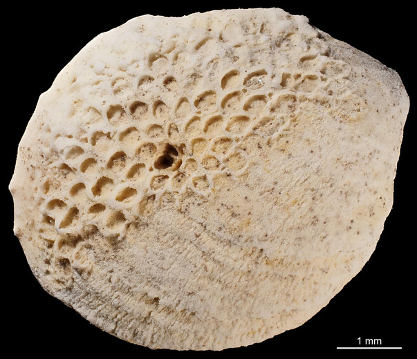 Bryozoa Art: Reptoflustrella simplex d'Orbigny aus Bryozoen Sammlung Senckenberg Frankfurt,  CC BY: Michael Sondermann