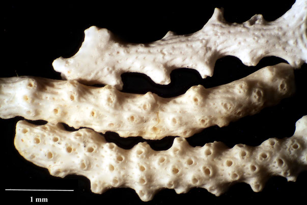 Bryozoa Art: Hemicellaria langethalii von Hagenow aus Bryozoen Sammlung Senckenberg Frankfurt, CC BY: Dr. Rainer Teubner