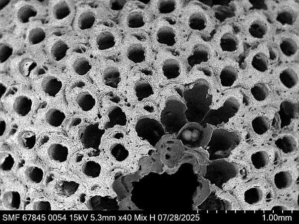 Bryozoa Art: Anoteropora latirostris Silen 1947 aus Bryozoen Sammlung Senckenberg Frankfurt
