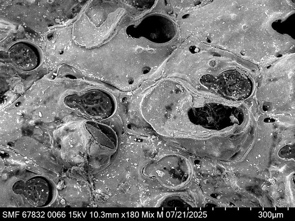 Bryozoa Art: Plesiocleidochasma dorothyonella Martha & Scholz 2025 aus Bryozoen Sammlung Senckenberg Frankfurt,  CC BY: Louisa Preuss