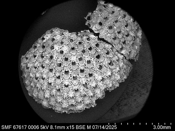 Bryozoa Art: Umbonula ovicellata Hastings 1944 aus Bryozoen Sammlung Senckenberg Frankfurt
