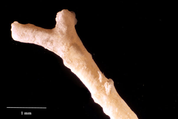 Bryozoa Art: Filisparsa microstoma (Voigt 1924) aus Bryozoen Sammlung Senckenberg Frankfurt,  CC BY:  Dr. Rainer Teubner