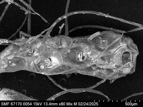 Senckenberg, Bryozoa, Bryozoen, Moostierchen, Sammlung Voigt