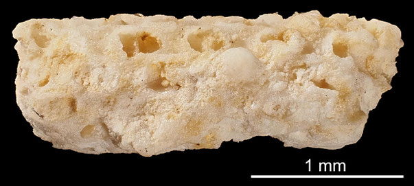 Bryozoa Art: Dimorphomicropora voigti Ducasse & Vigneaux 1960 aus Bryozoen Sammlung Senckenberg Frankfurt,  CC BY: Michael Sondermann