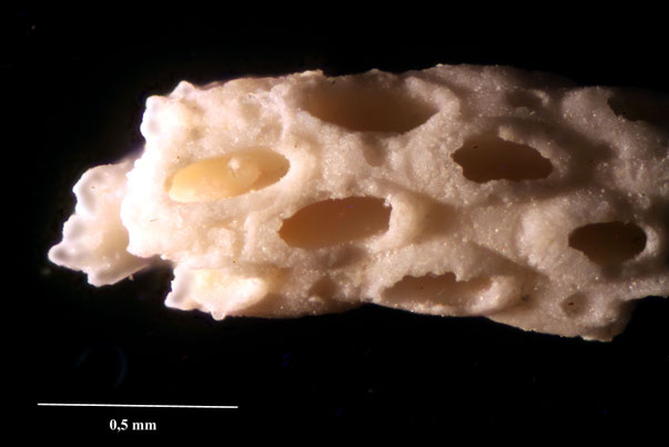 Bryozoa Art: Stamenocella filiformis Voigt 1930 aus Bryozoen Sammlung Senckenberg Frankfurt,  CC BY:  Dr. Rainer Teubner