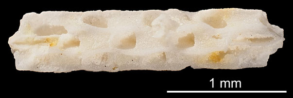 Bryozoa Art: Vincularia rimula d'Orbigny aus Bryozoen Sammlung Senckenberg Frankfurt,  CC BY: Michael Sondermann