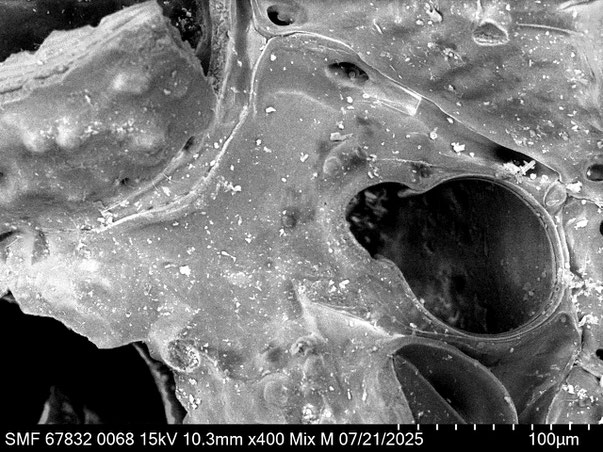 Bryozoa Art: Plesiocleidochasma dorothyonella Martha & Scholz 2025 aus Bryozoen Sammlung Senckenberg Frankfurt,  CC BY: Louisa Preuss