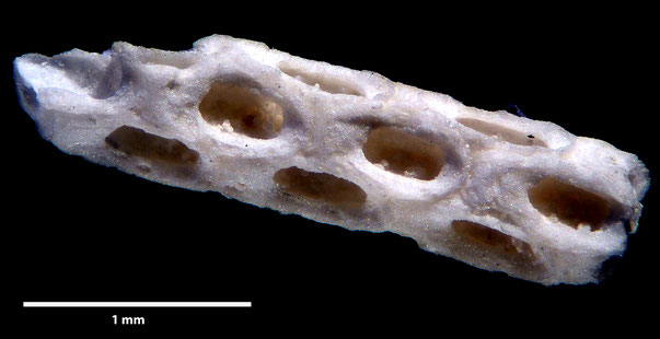 Bryozoa Art: Vincularia weybournensis var sussexiensis Brydone 1930 aus Bryozoen Sammlung Senckenberg Frankfurt