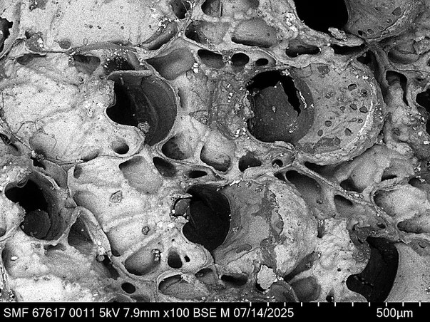 Bryozoa Art: Umbonula ovicellata Hastings 1944 aus Bryozoen Sammlung Senckenberg Frankfurt