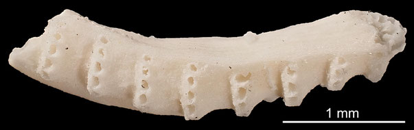 Bryozoa Art: Idmonea navicularis Beissel aus Bryozoen Sammlung Senckenberg Frankfurt,  CC BY: Michael Sondermann