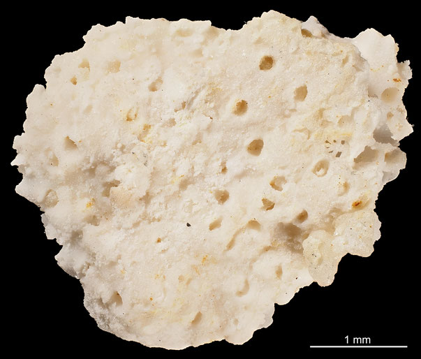 Bryozoa Art: Steginopora aculeata d'Orbigny 1851 aus Bryozoen Sammlung Senckenberg Frankfurt,  CC BY: Michael Sondermann