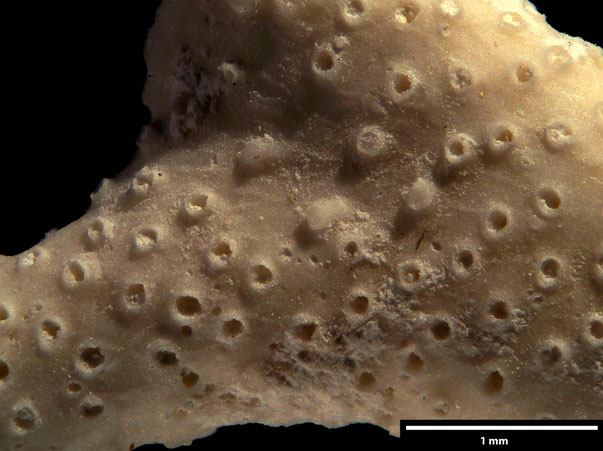 Bryozoa Art: Diaperoecia magnipora (Brood 1972) aus Bryozoen Sammlung Senckenberg Frankfurt