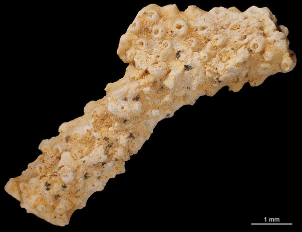 Bryozoa Art: Pachythecella ehrenbergii (von Hagenow 1840) aus Bryozoen Sammlung Senckenberg Frankfurt,  CC BY: Michael Sondermann