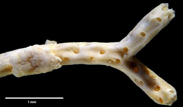 Bryozoa Art: Vincularia procera (von Hagenow 1851) aus Bryozoen Sammlung Senckenberg Frankfurt