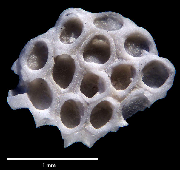 Bryozoa Art: Membranipora flabellata d'Orbigny, 1852 aus Bryozoen Sammlung Senckenberg Frankfurt,  