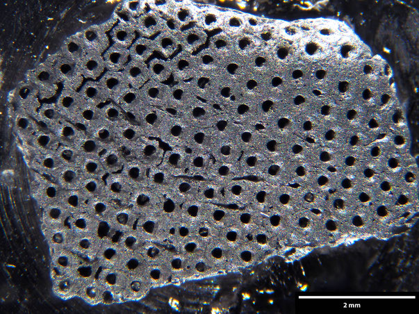 Bryozoa Art: Onychocella sexangularis (Goldfuss 1826) aus Bryozoen Sammlung Senckenberg Frankfurt