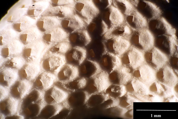 Bryozoa Art: Onychocella subirregularis Voigt 1959 aus Bryozoen Sammlung Senckenberg Frankfurt,  CC BY:  Dr. Rainer Teubner