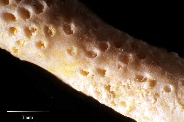 Bryozoa Art: Escharites distans von Hagenow aus Bryozoen Sammlung Senckenberg Frankfurt,  CC BY:  Dr. Rainer Teubner