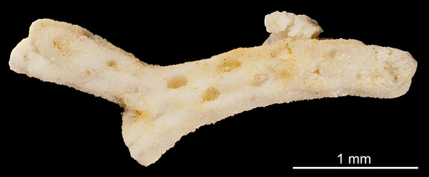 Bryozoa Art: Vincularia longicella d'Orbigny aus Bryozoen Sammlung Senckenberg Frankfurt,  CC BY: Michael Sondermann