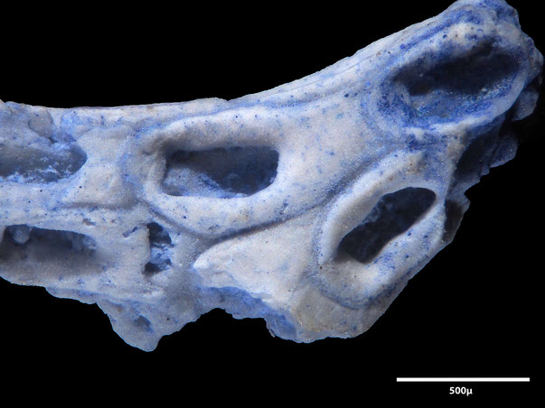 Bryozoa Art: Membranipora weybournensis Brydone 1918 aus Bryozoen Sammlung Senckenberg 
