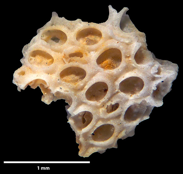 Bryozoa Art: Membranipora calceolus Levinsen 1925 aus Bryozoen Sammlung Senckenberg Frankfurt
