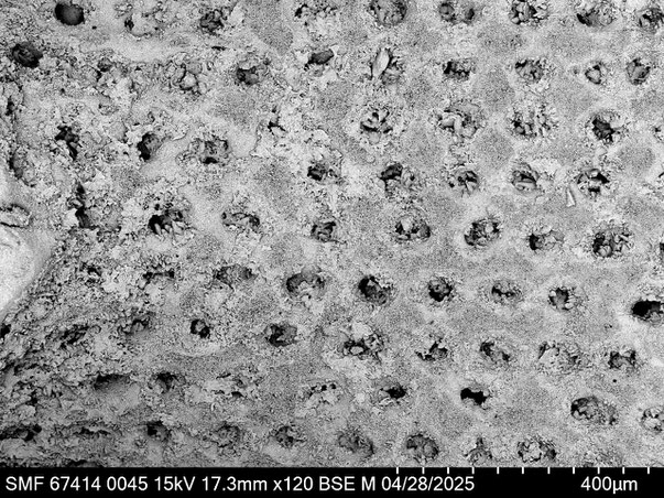 Bryozoa Art: Corymbopora menardi Michelin 1845 aus Bryozoen Sammlung Senckenberg Frankfurt