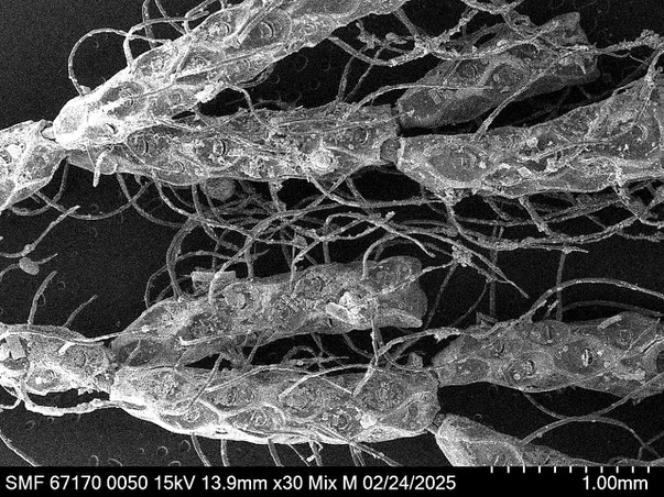 Senckenberg, Bryozoa, Bryozoen, Moostierchen, Sammlung Voigt