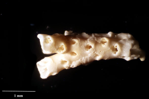 Bryozoa Art: Platyglena ocellata Marsson 1887 aus Bryozoen Sammlung Senckenberg Frankfurt,  CC BY:  Dr. Rainer Teubner