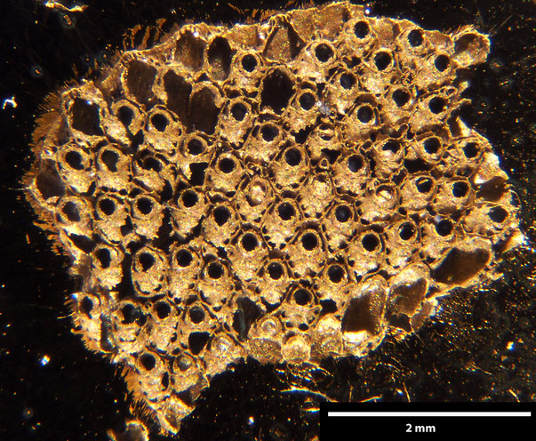 Bryozoa Art: Eschara edwardsiana von Hagenow aus Bryozoen Sammlung Senckenberg Frankfurt,