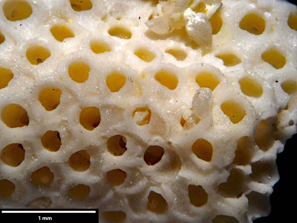 Bryozoa Art: Onychocella propinqua (von Hagenow 1851) aus Bryozoen Sammlung Senckenberg Frankfurt