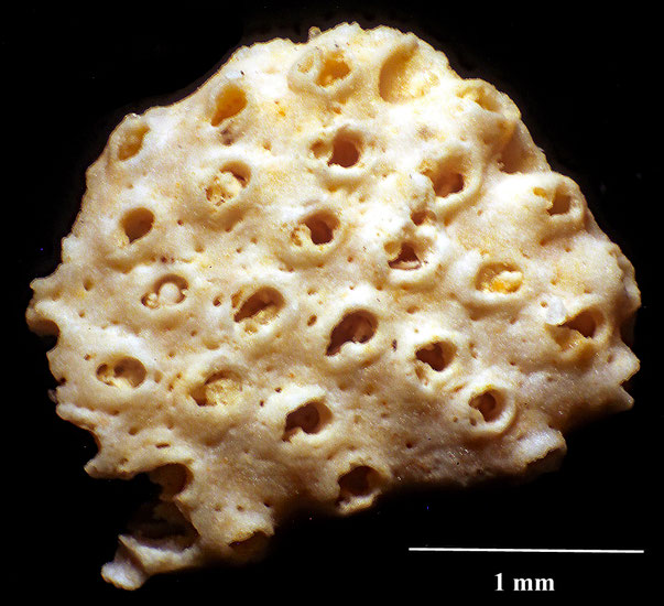Bryozoa Art: Schizemiellopsis anhaltina (Voigt 1930) aus Bryozoen Sammlung Senckenberg Frankfurt,  CC BY:  Dr. Rainer Teubner