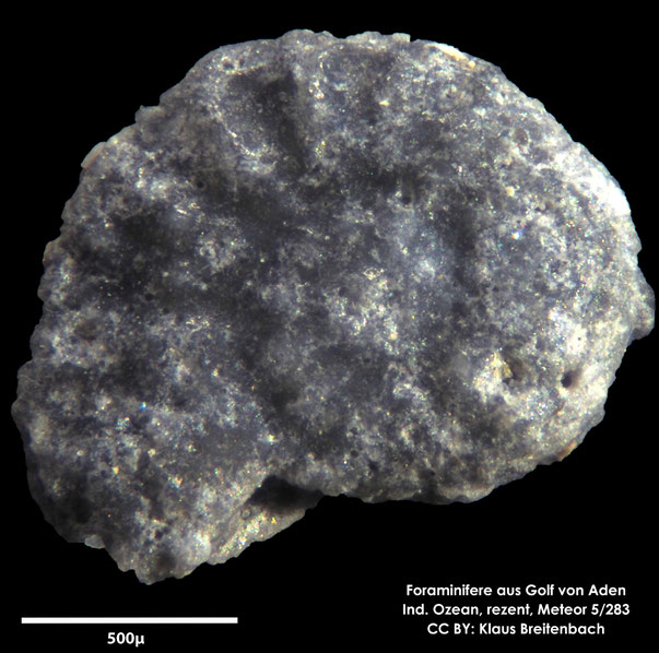 Ammonia sp. Brünnich, 1771 Foraminifere, Foraminifera, Bryozoa, Senckenberg, Golf von Aden, Meteor Foraminifere, Foraminifera, Bryozoa, Senckenberg, Golf von Aden, Meteor