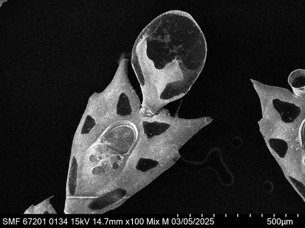 Senckenberg, Bryozoa, Bryozoen, Moostierchen, Sammlung Voigt